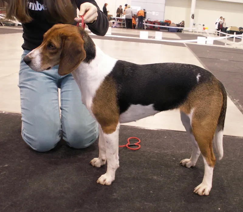 Estonian Hound photo thumbnail 1