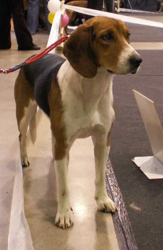 Estonian Hound photo thumbnail 2