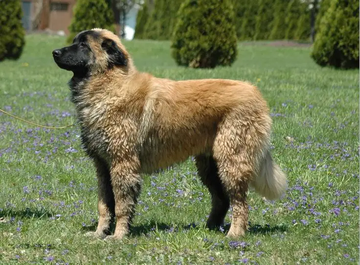 Estrela Mountain Dog, a 84% match to Broholmer