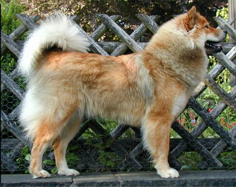 Eurasier photo thumbnail 1