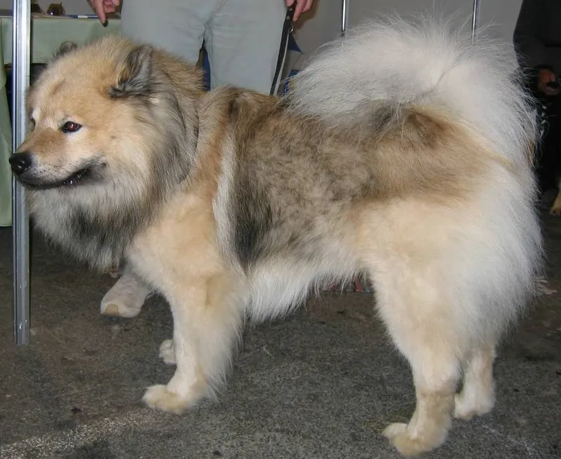 Eurasier photo thumbnail 3
