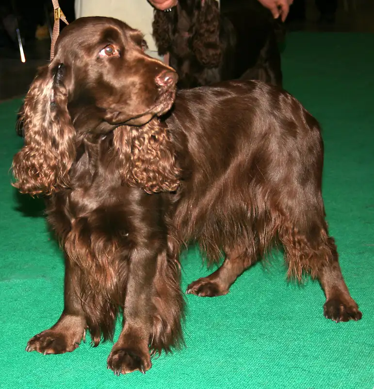 Field Spaniel - Sporting breed known for being Affectionate and Cheerful