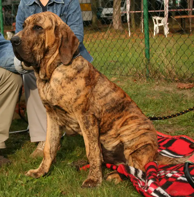 Fila Brasileiro - Molosser breed known for being Calm and Intelligent