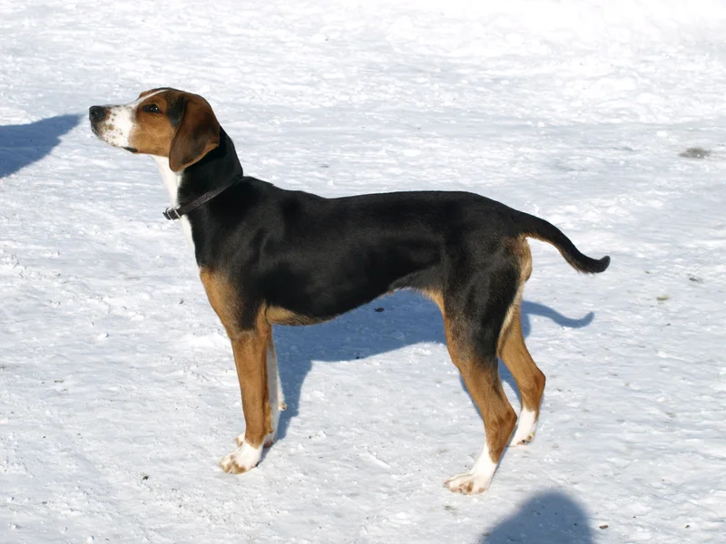 Finnish Hound, a 87% match to English Foxhound