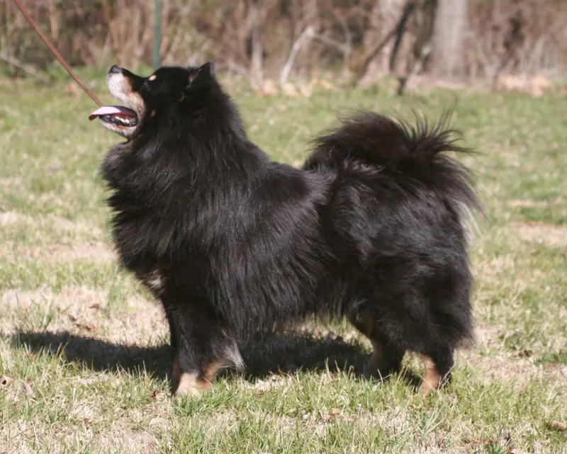 Finnish Lapphund photo thumbnail 3