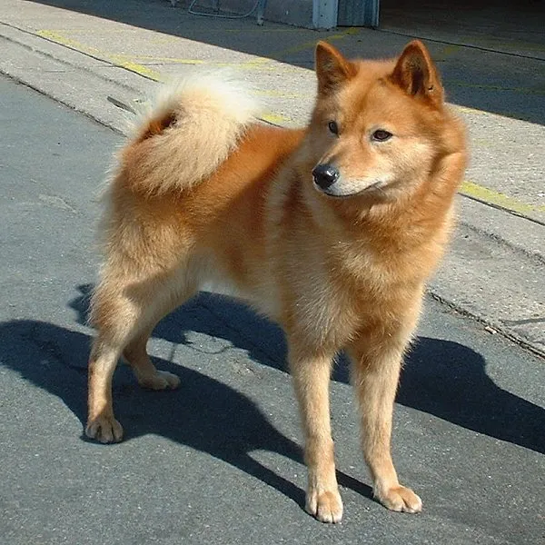 Finnish Spitz, a 84% match to Dalmatian