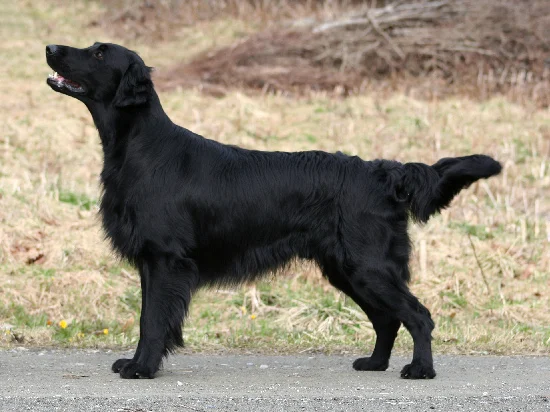 Flat-coated Retriever photo thumbnail 1