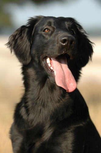 Flat-coated Retriever photo thumbnail 3