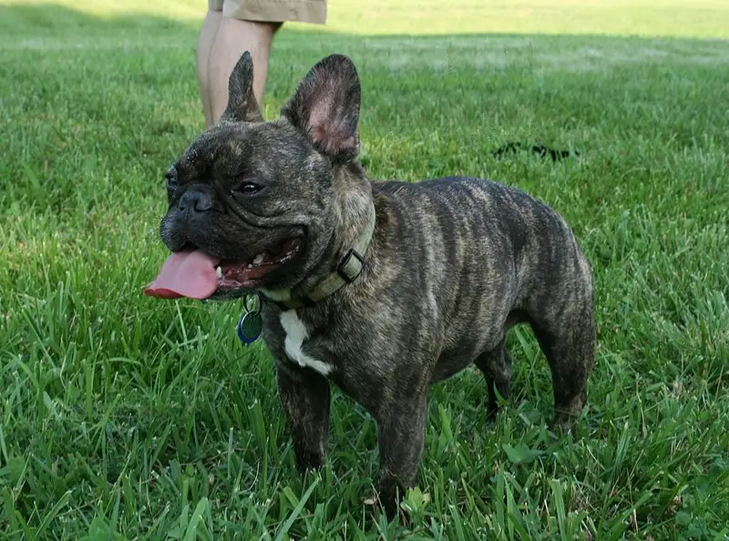 French Bulldog photo thumbnail 1