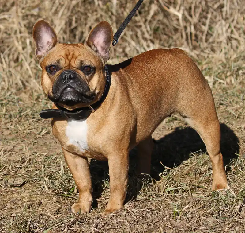 French Bulldog, a 85% match to Continental Bulldog