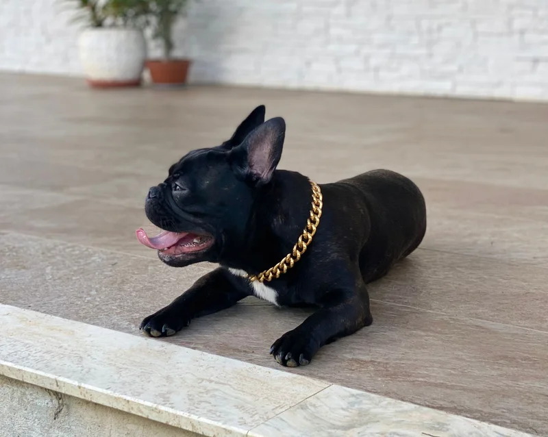 French Bulldog photo thumbnail 6