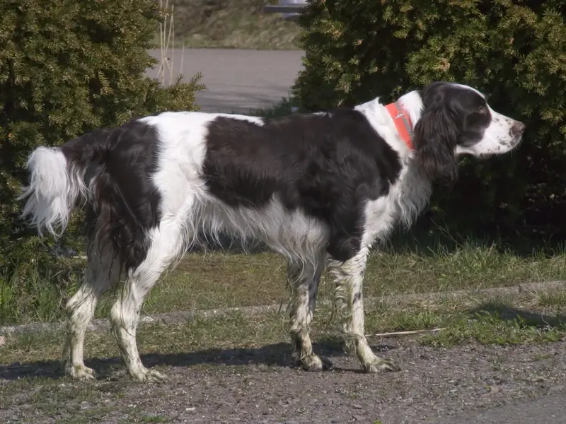 French Spaniel, a 89% match to Flat-coated Retriever