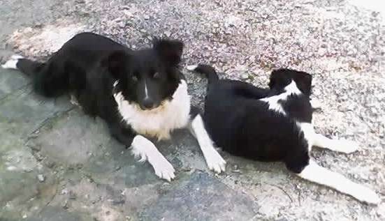 Gaucho Sheepdog, a 84% match to Border Collie