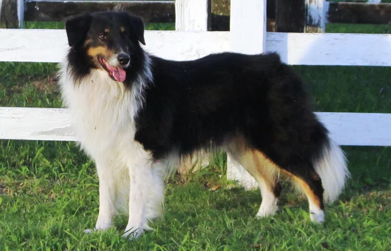 Gaucho Sheepdog photo thumbnail 2