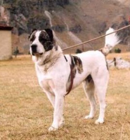 Georgian Shepherd - Molosser breed known for being Assertive and Brave