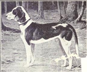 German Hound - Hound breed known for being Affectionate and Energetic