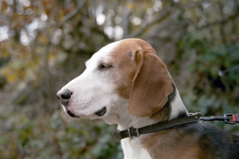 German Hound photo thumbnail 2