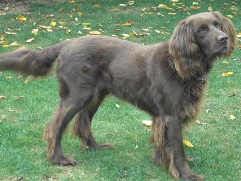 German Longhaired Pointer - Sporting breed known for being Affectionate and Energetic