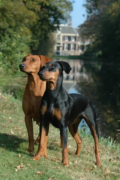 German Pinscher - Working breed known for being Alert and Courageous