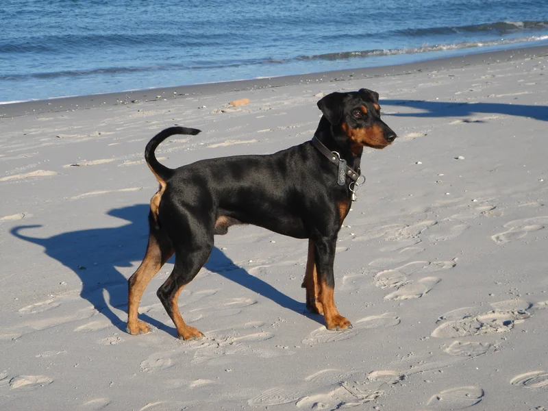 German Pinscher, a 87% match to Basenji