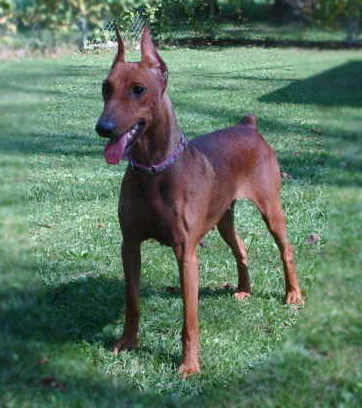 German Pinscher photo thumbnail 4