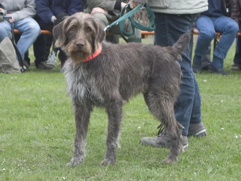 German Roughhaired Pointer - Sporting breed known for being Affectionate and Determined