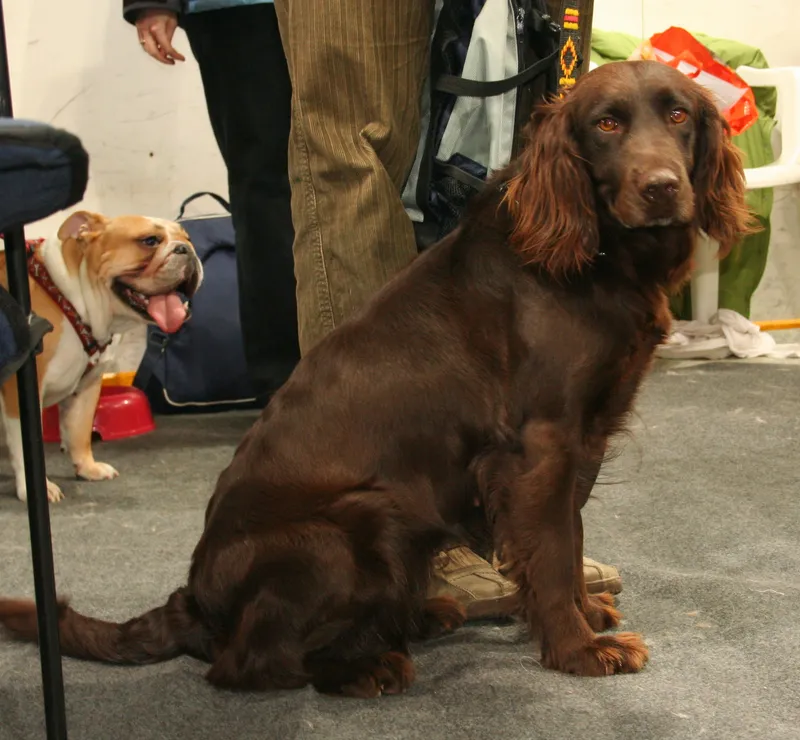German Spaniel - Gundog breed known for being Courageous and Friendly