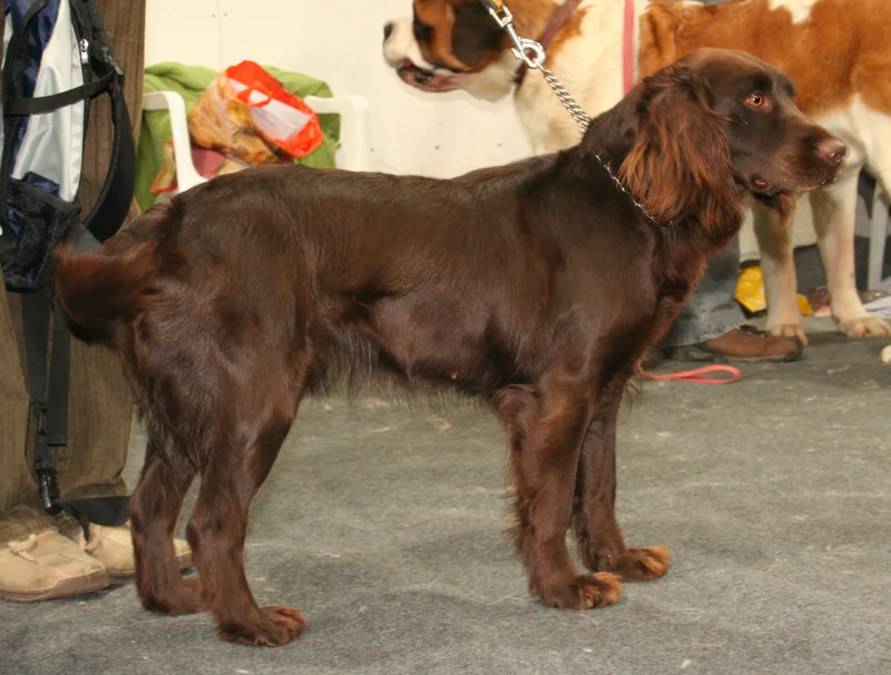 German Spaniel photo thumbnail 3