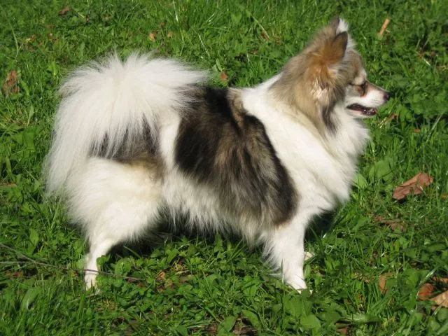 German Spitz photo thumbnail 1
