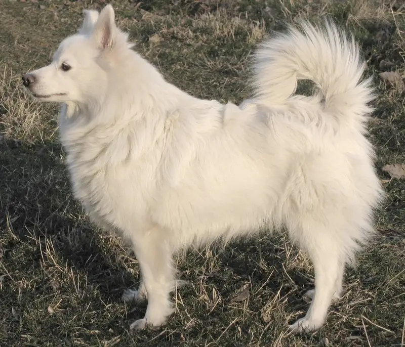 German Spitz photo thumbnail 2