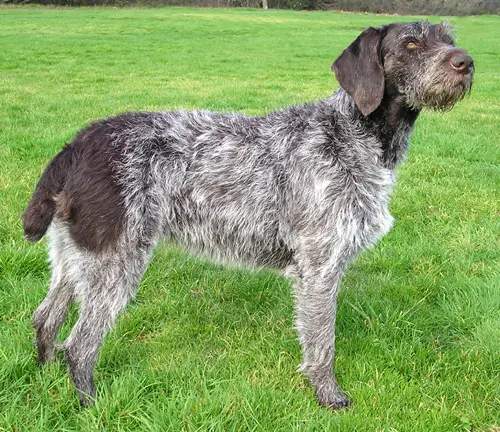German Wirehaired Pointer, a 89% match to Pungsan