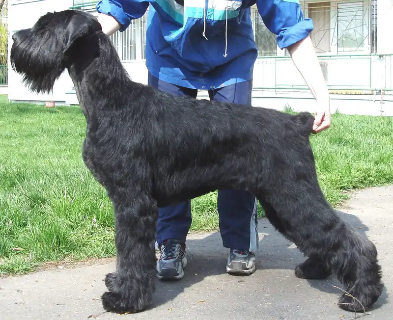 Giant Schnauzer - Working breed known for being Bold and Intelligent