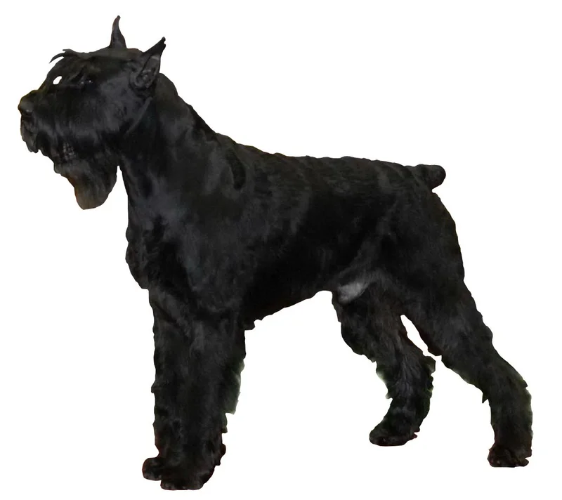 Giant Schnauzer photo thumbnail 2