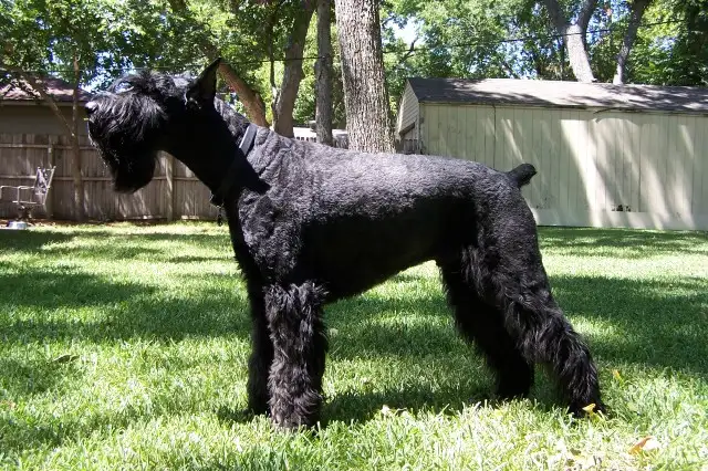 Giant Schnauzer photo thumbnail 3