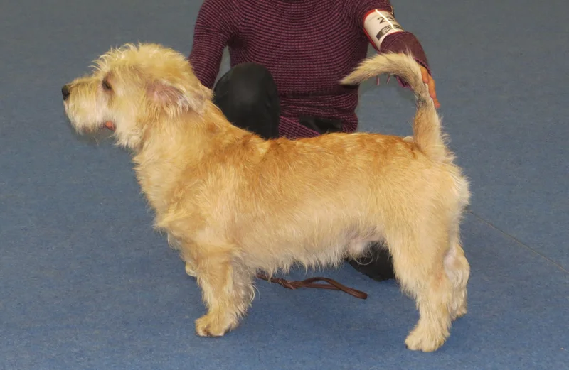 Glen of Imaal Terrier photo thumbnail 2