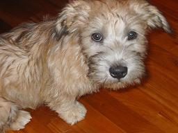 Glen of Imaal Terrier photo thumbnail 4