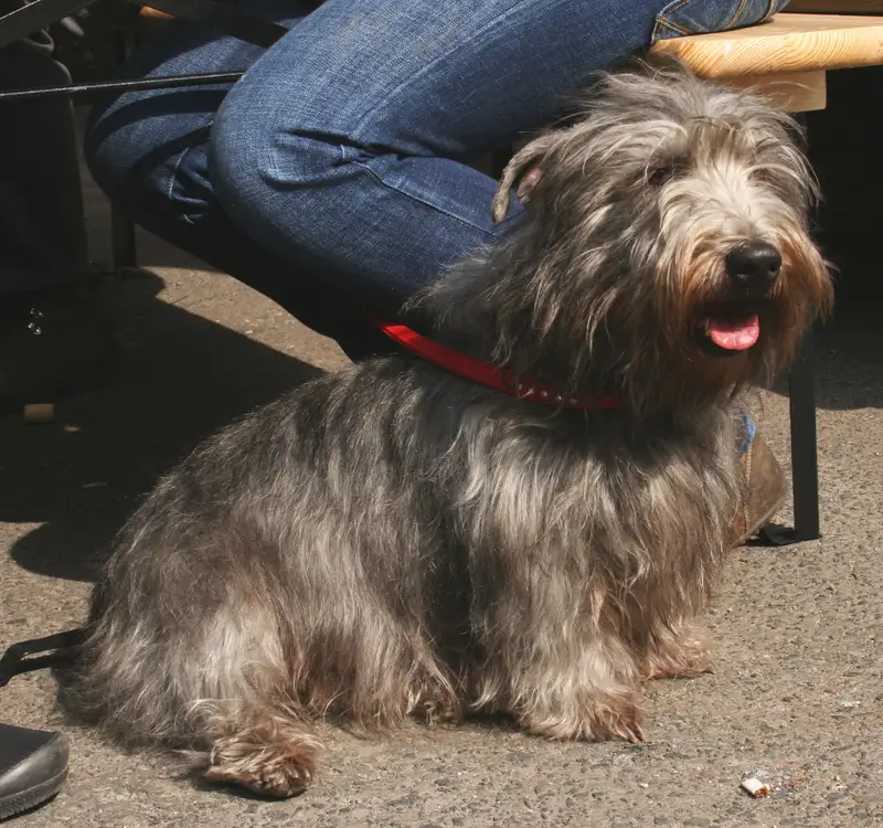 Glen of Imaal Terrier, a 89% match to Abyssinian Sand Terrier