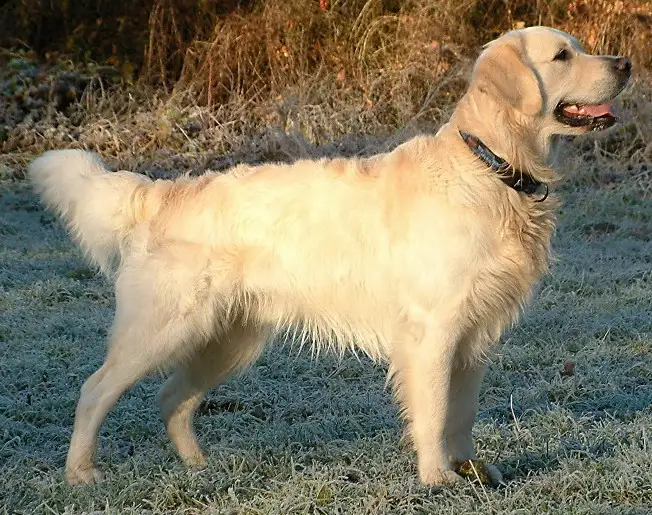 Golden Retriever photo thumbnail 1