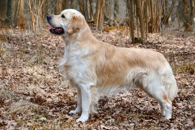 Golden Retriever photo thumbnail 3