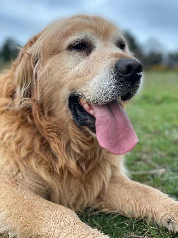 Golden Retriever photo thumbnail 4