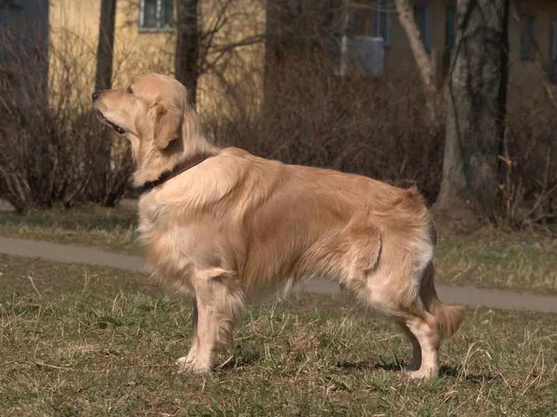 Golden Retriever photo thumbnail 5