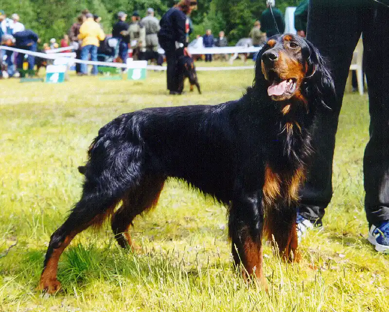 Gordon Setter, a 90% match to English Setter
