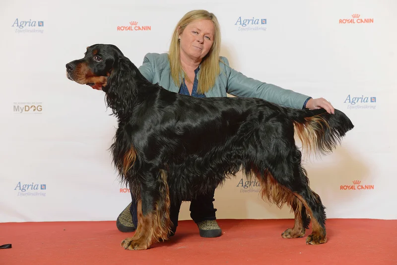 Gordon Setter photo thumbnail 3