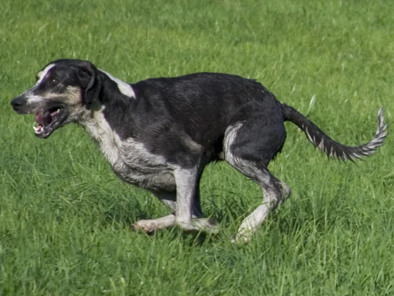 Grand Anglo-Francais Blanc et Noir, a 81% match to Chien Francais Tricolore