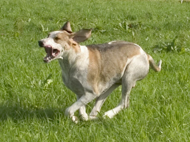 Grand Anglo-Francais Blanc et Orange, a 81% match to Cordoba Fighting Dog