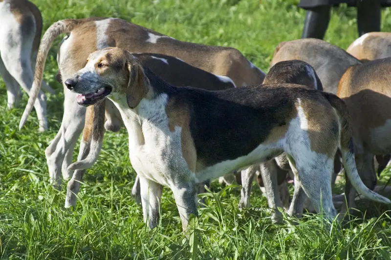 Grand Anglo-Francais Tricolore, a 82% match to Chien Francais Tricolore