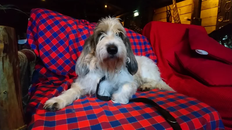 Grand Basset Griffon Vendeen photo thumbnail 1