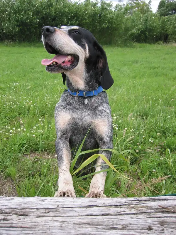 Grand Bleu de Gascogne, a 84% match to Chien-gris