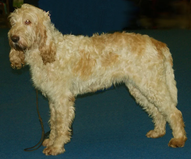Grand Griffon Vendeen, a 90% match to German Hound