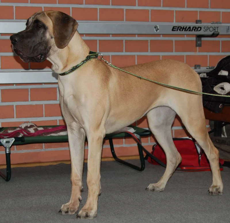 Great Dane - Working breed, Affectionate and Elegant